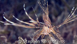 clearfin lionfish (pterois radiata) taken in Na'ama Bay.
 by Stephan Kerkhofs 